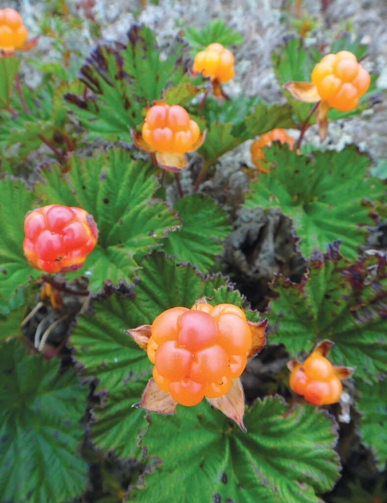 Cloudberry 10 Seeds (Rubus chamaemorus) – Fresh Non-GMO Berry Seeds for Planting