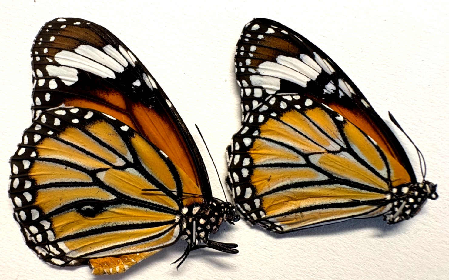 Pair of Danaus genutia - Lot of 2 Asian Tiger Monarchs, A1 Unspread, Thailand