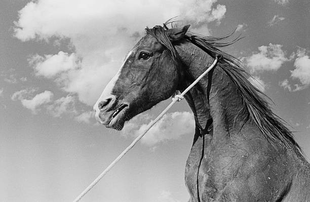 Horse set of John Hustons western The Misfits location filming Nev- Old Photo