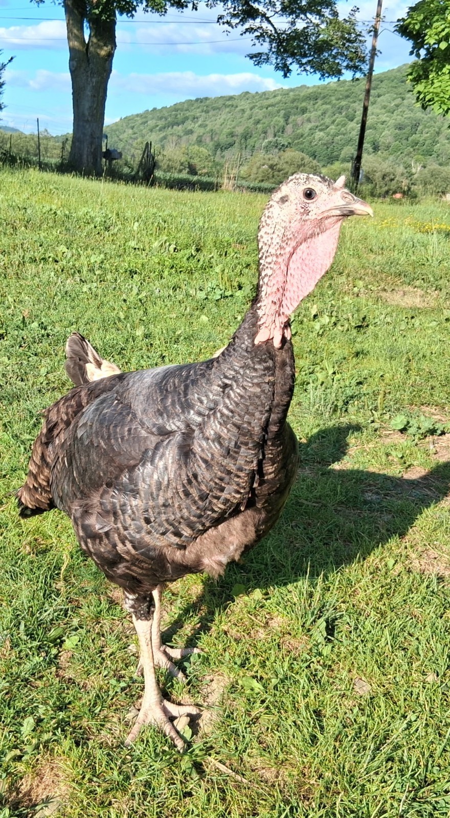 Help Feed 3 Turkeys & 13 Ducks for a Month 🦆🦃❤️ CHARITY