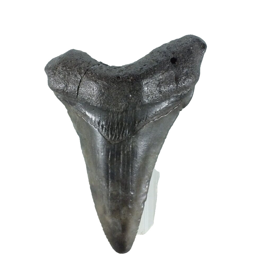 Fossil Odontus ( Carcharodon) megalodon  Florida USA EA9397
