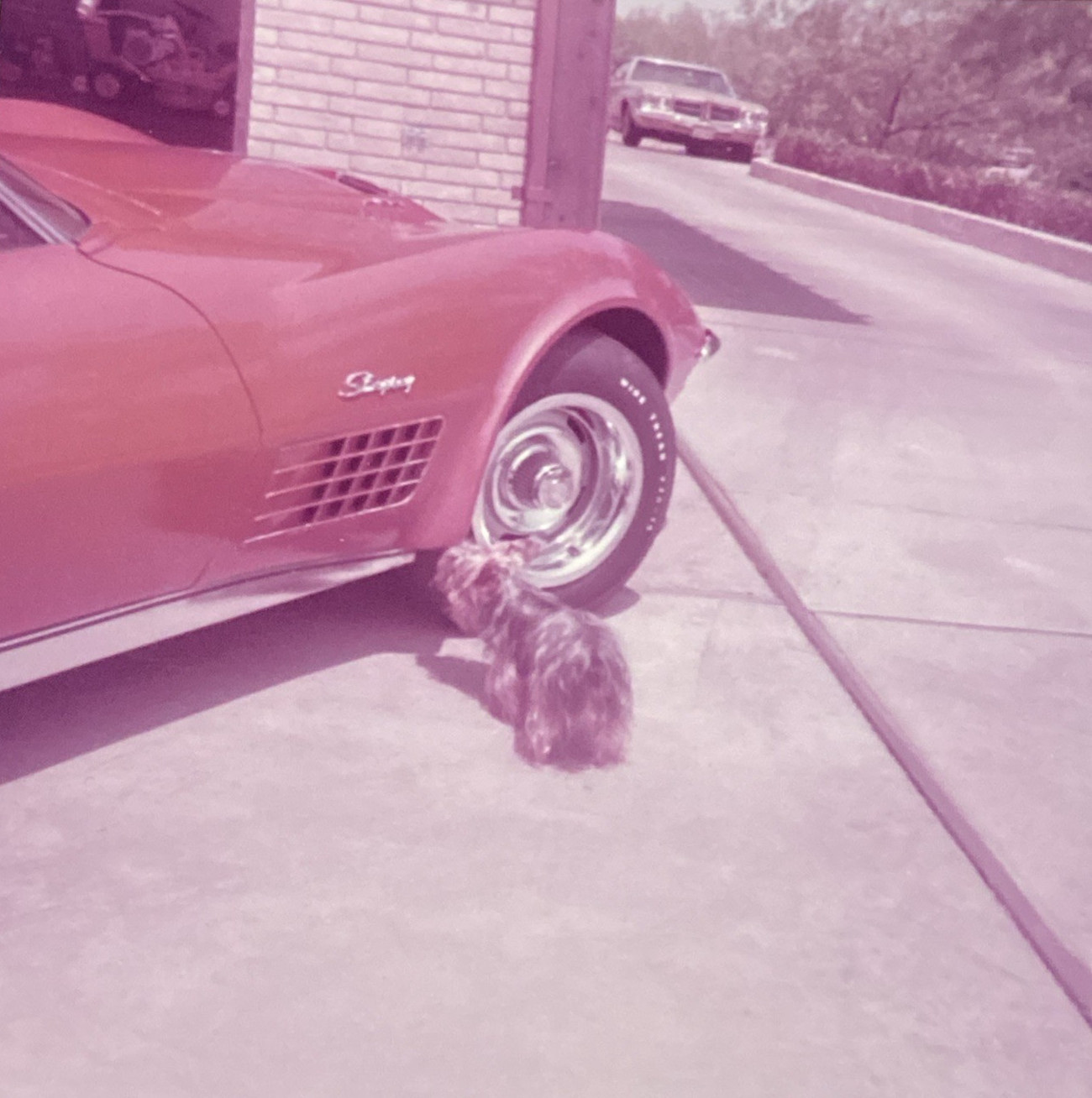 1970s Chevrolet Corvette Stingray Cairn Terrier Puppy Dog Original Photo P20q19