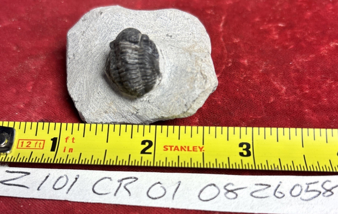 Colorful Crotalocephalus trilobite fossil Devonian Top quality 