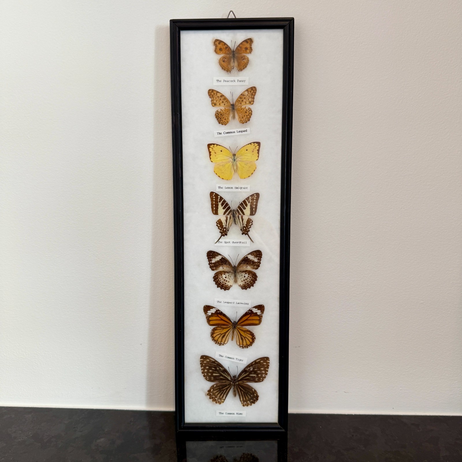 Vintage Art 7 Butterfly Collection Framed Taxidermy Display Mounted Home Decor