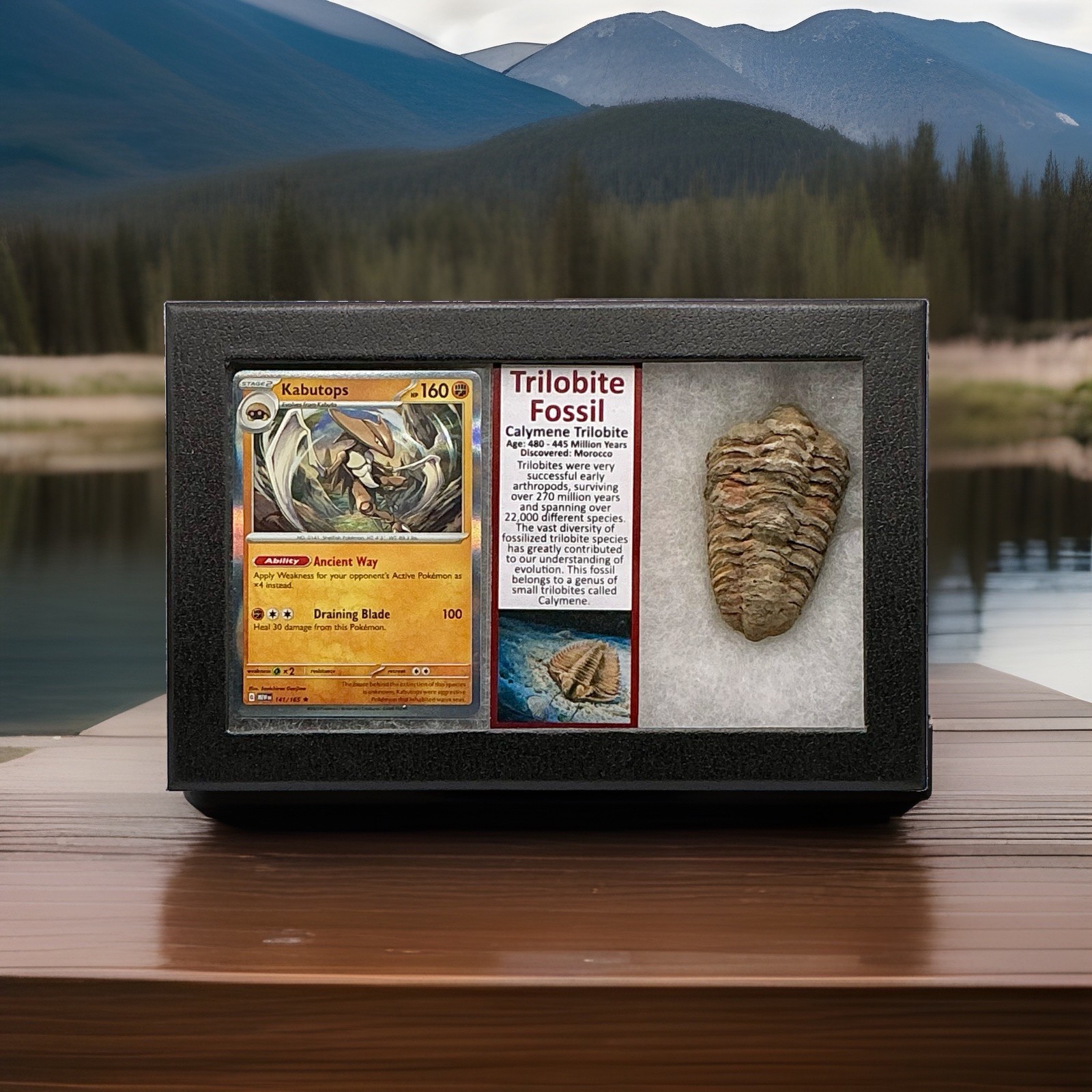 Kabutops Holo Pokémon Card With Large Tribolite Fossil (Calymene) In Display