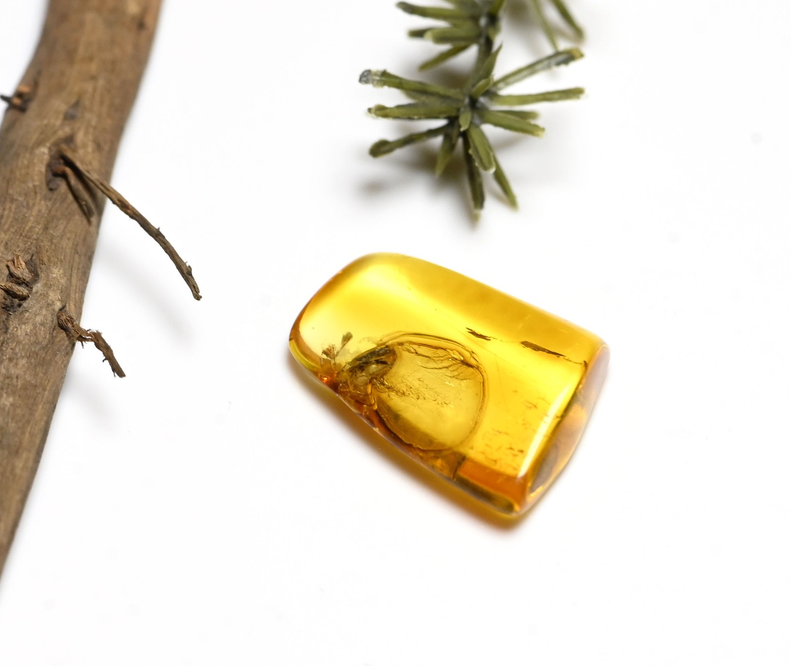 Carabidae Lebiini (Ground Beetle), Fossil Insect Inclusion in Baltic Amber