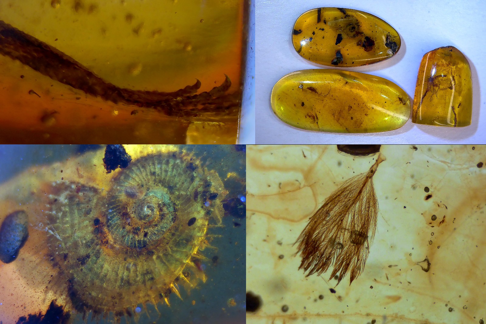 Authentic Burmese Myanmar Burmite Feather Claw Skin Tick Snail Dinosaur Bird LOT