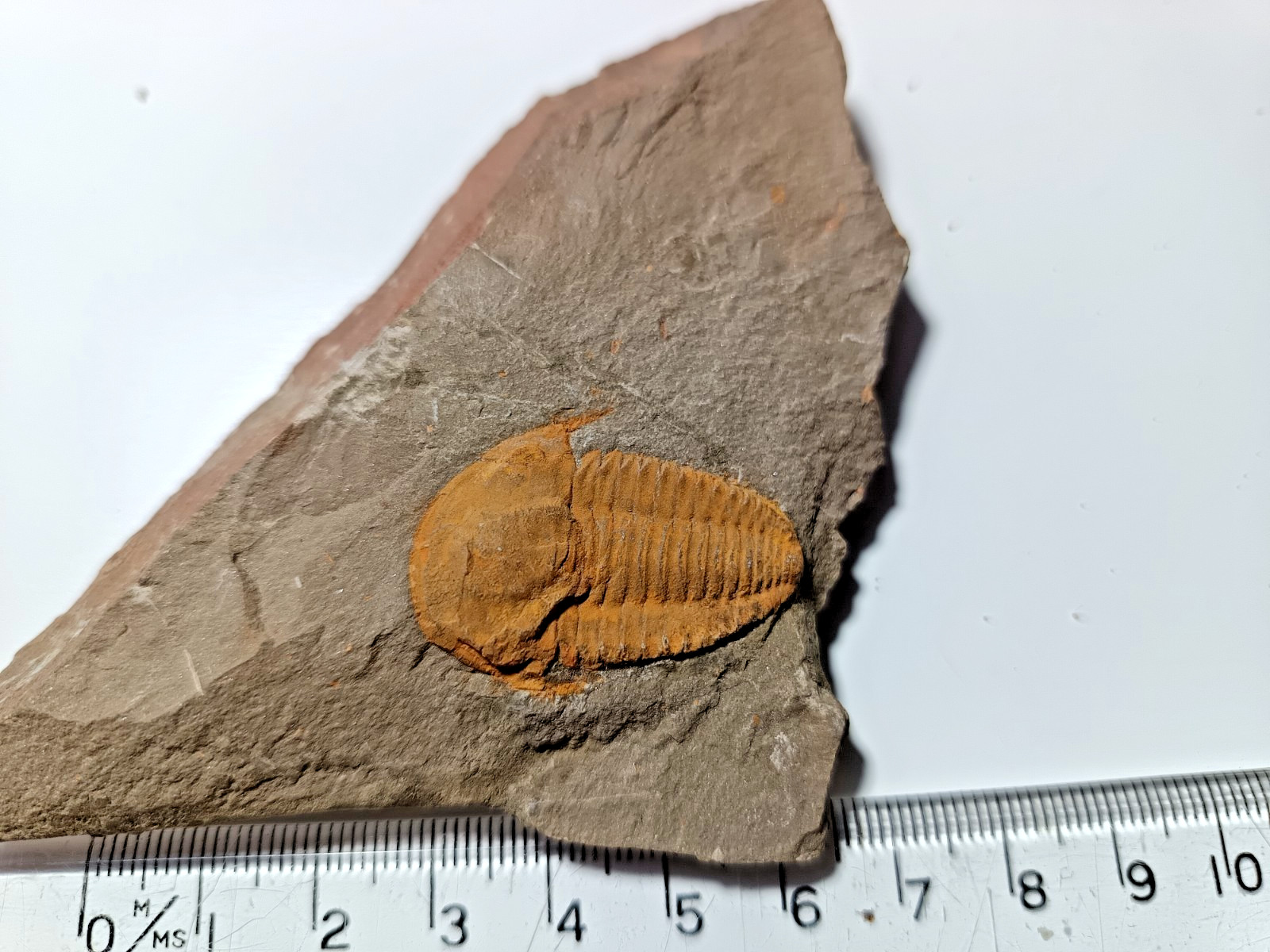 LARGE 25mm  & RARE Cambrian Hamatolentus Vincenti Trilobite Fossil HT-105
