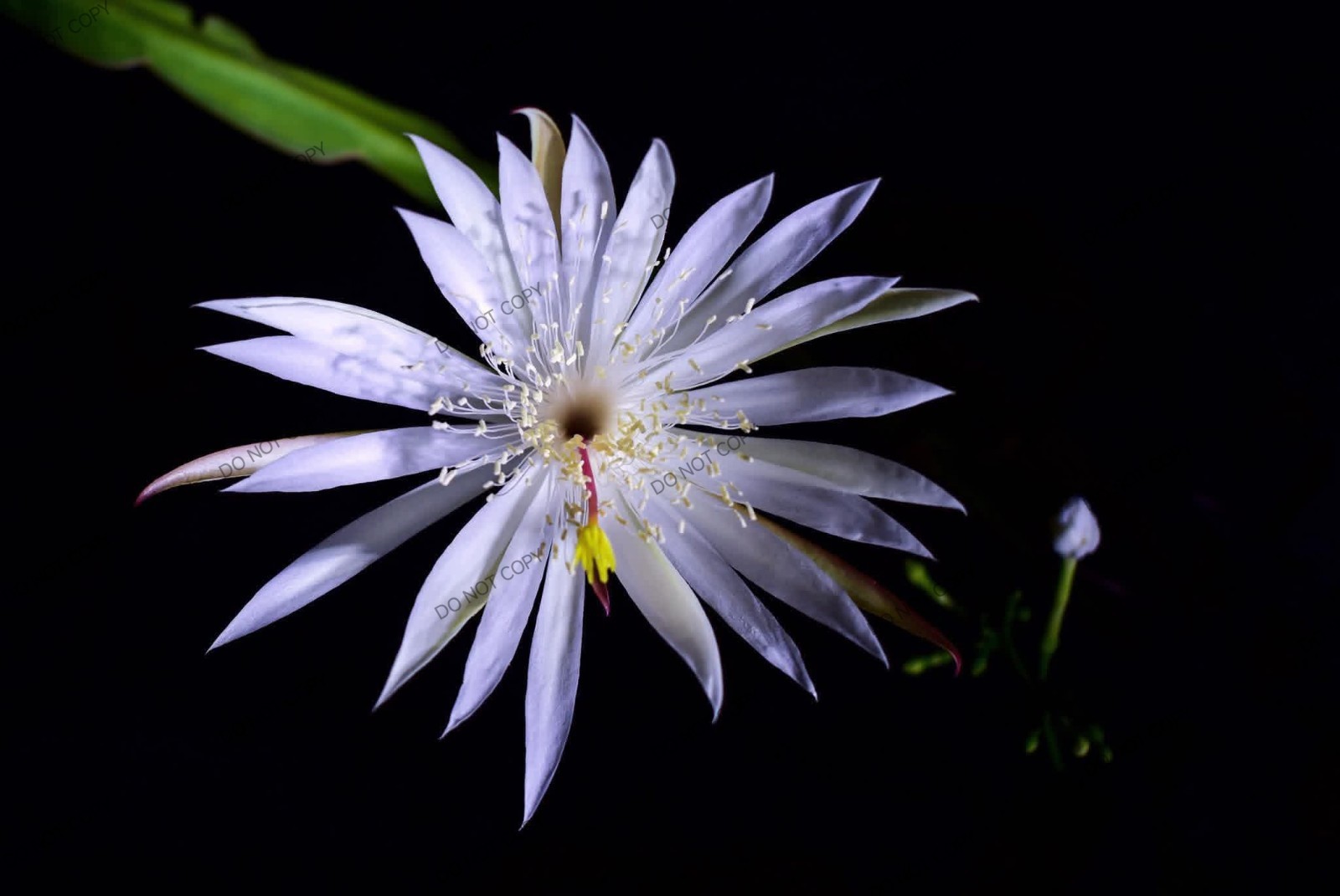 Digital Image Picture Wallpaper Background Desktop Flowers Photograph Art Print