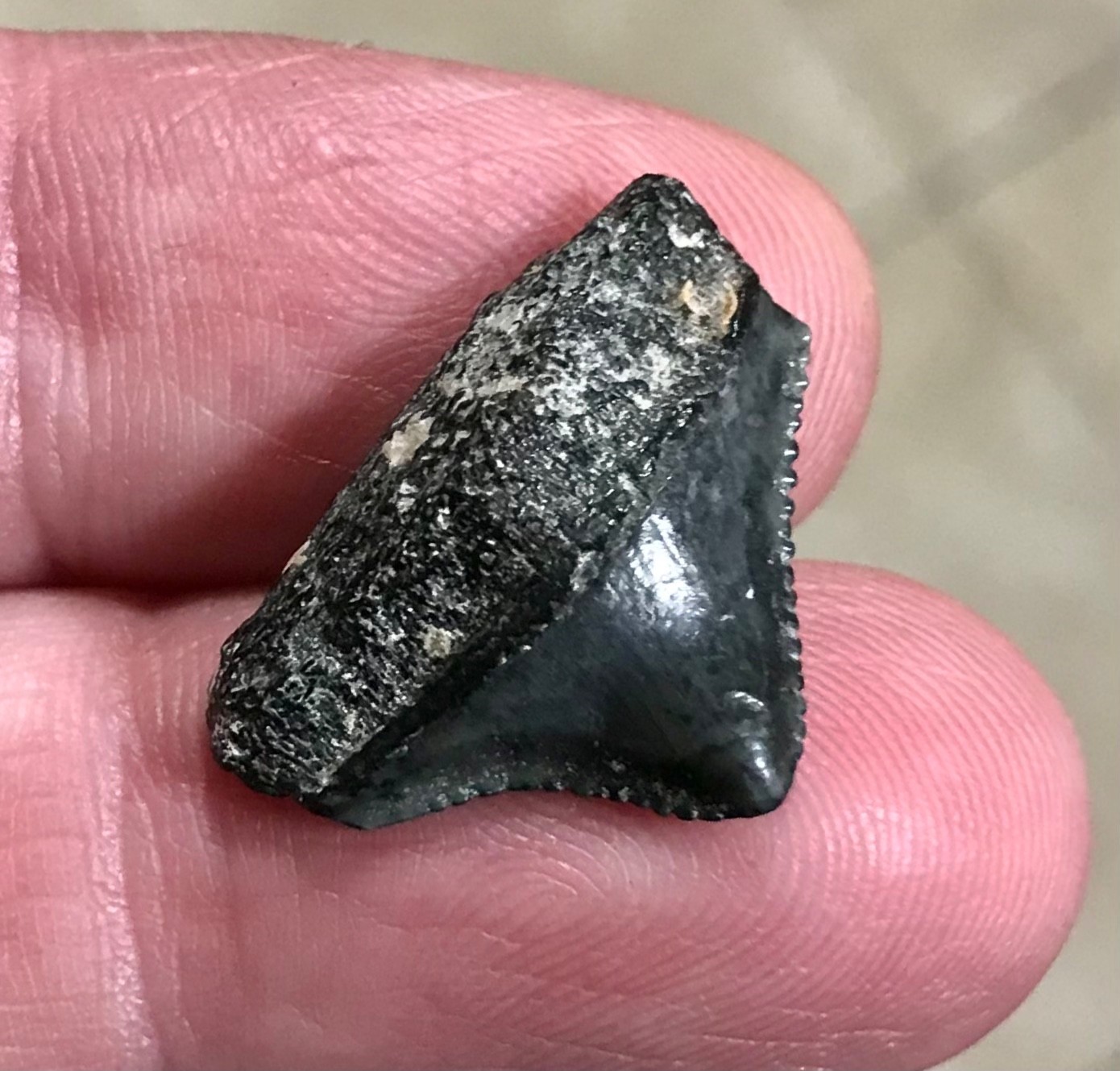 AWESOMELY RARE SUUUUPER BABY - S.W. FLORIDA - MEGALODON SHARKTOOTH FOSSIL
