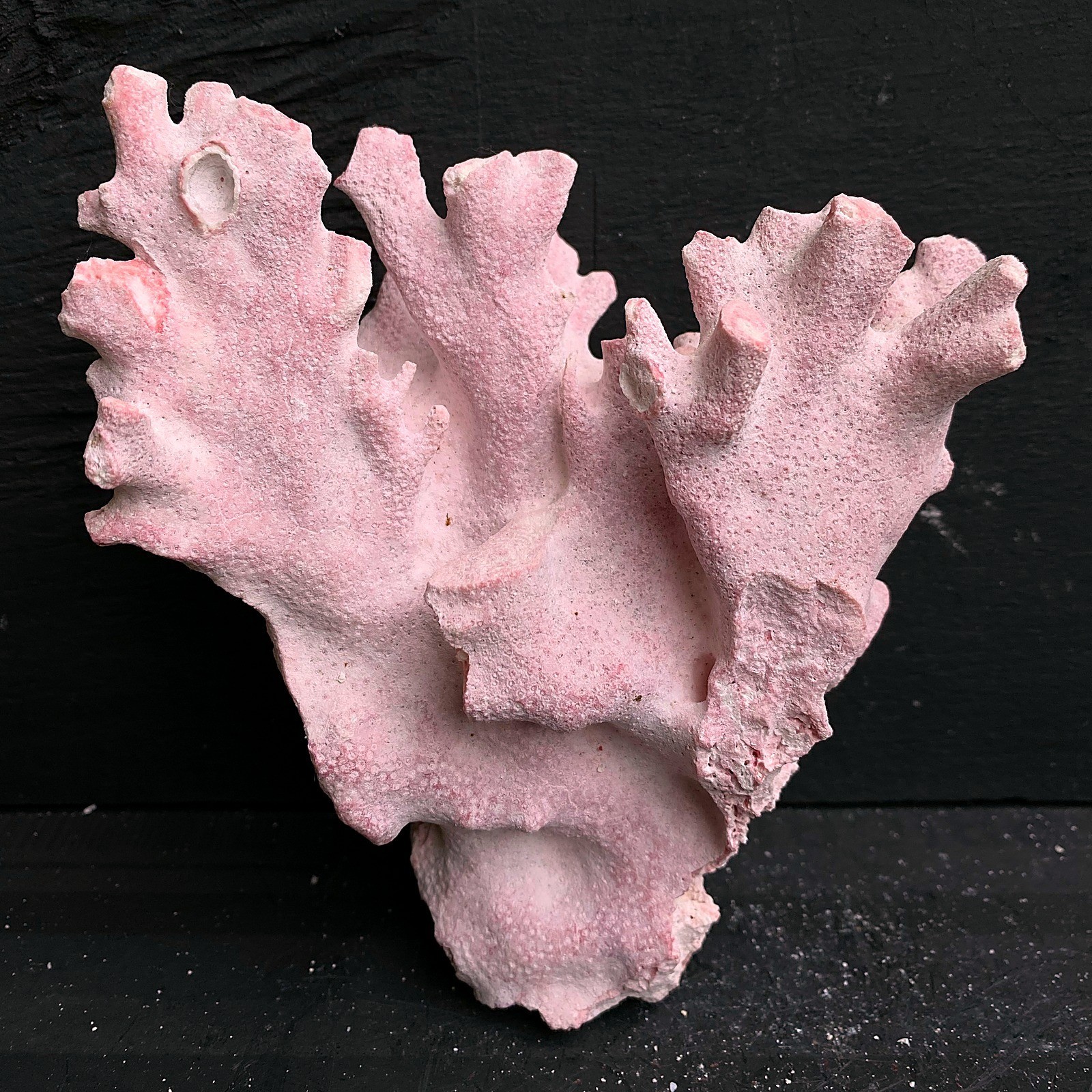 Natural Pink Fire Coral Specimen 5.5