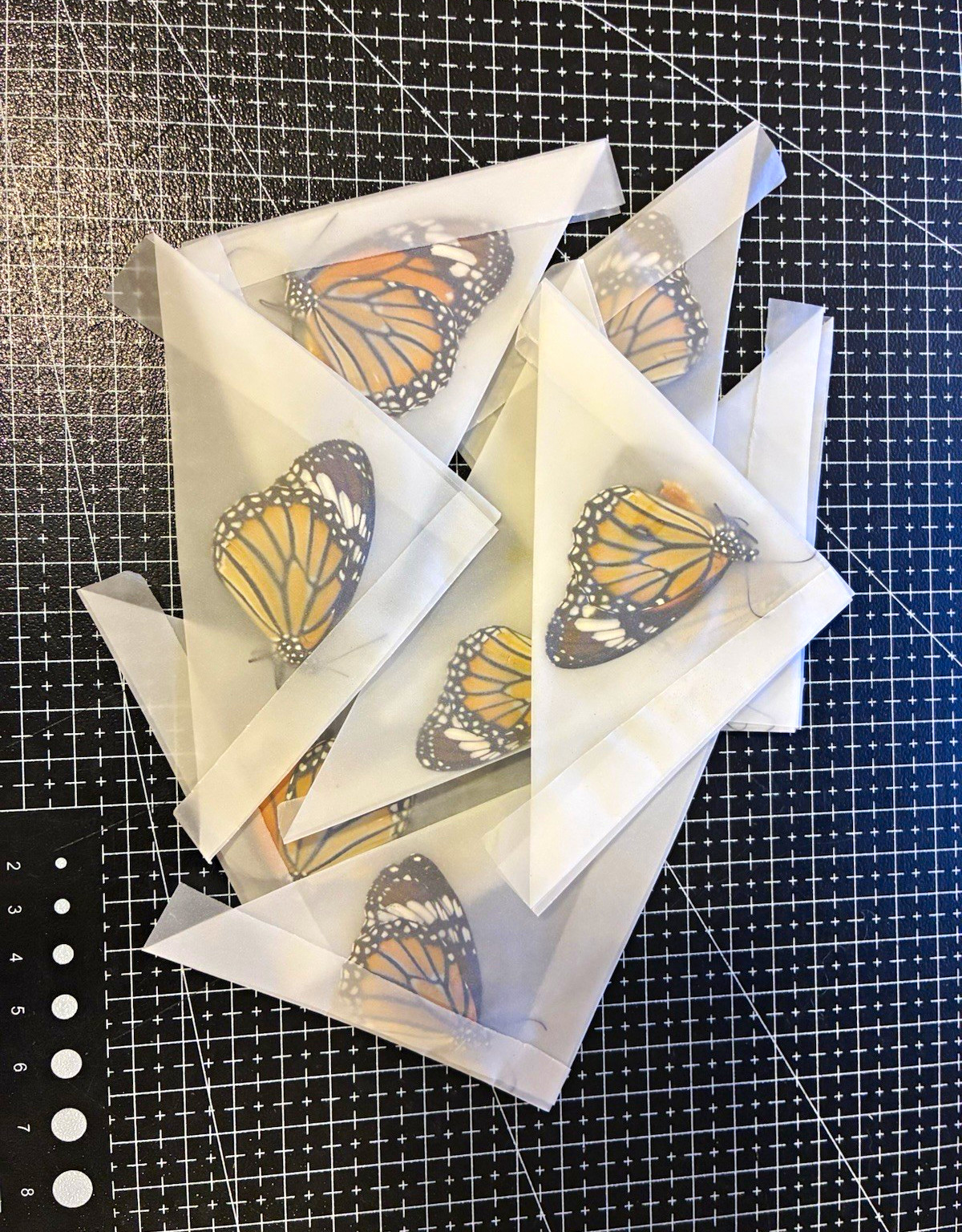 Danaus genutia - 5 x unprepared A1/A - original copies, unmounted