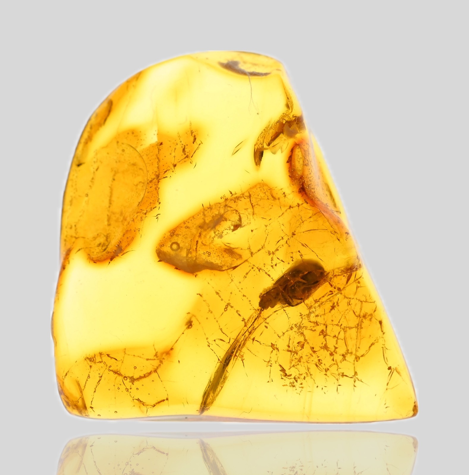 Carabidae Lebiini (Ground Beetle), Fossil Insect Inclusions in Baltic Amber