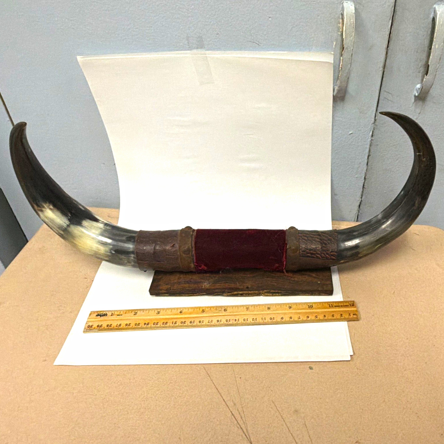 Vintage Mounted Steer Horns - 18