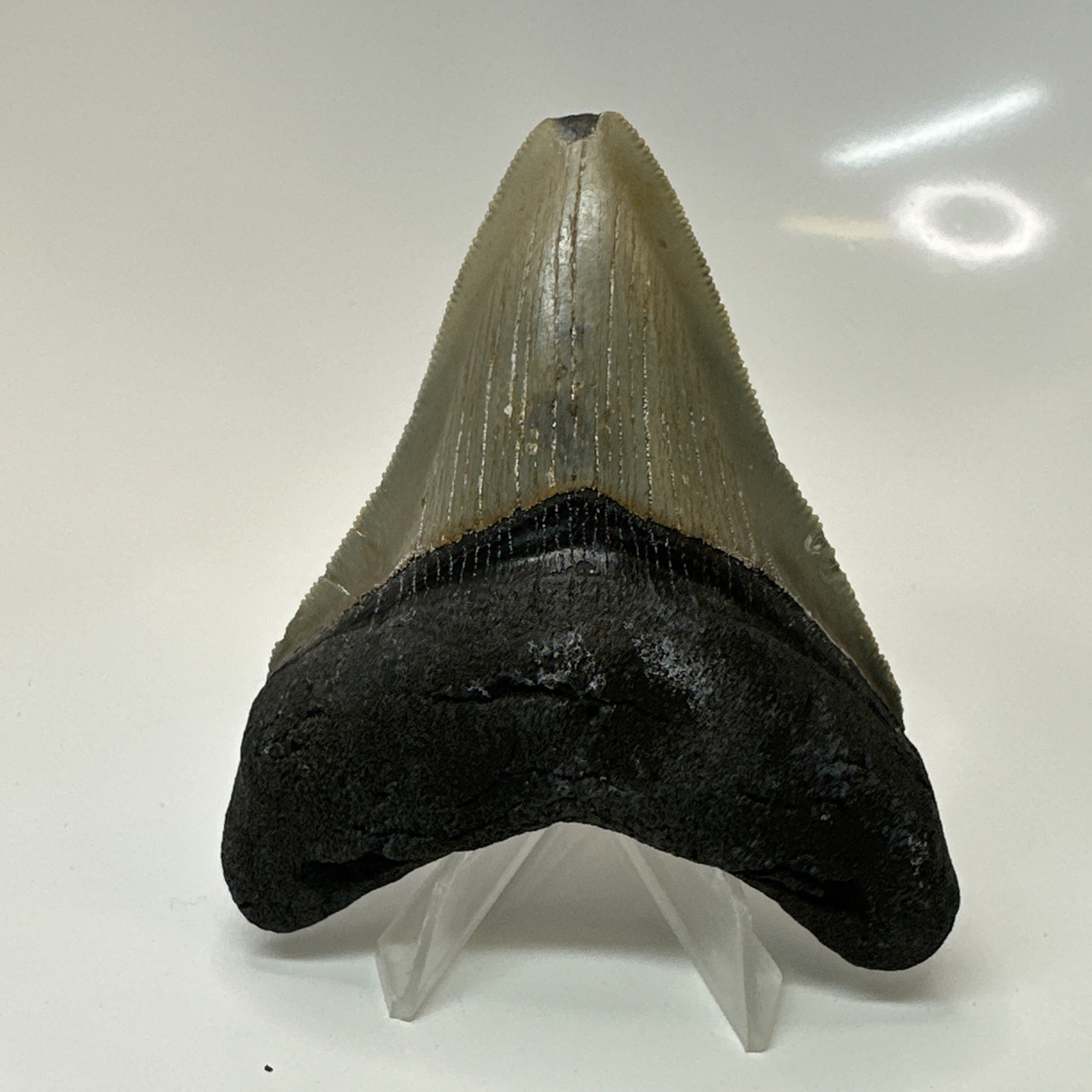 Megalodon Shark Tooth 3.83 Inch - Serrated - Beautiful Fossil - Authentic 20460