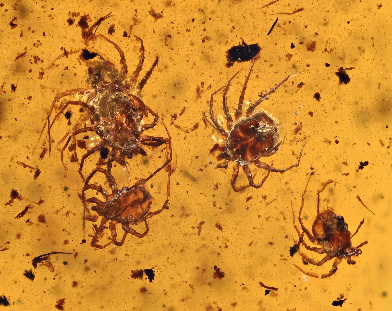 Swarm of Acari (Mites), Fossil inclusion in Burmese Amber