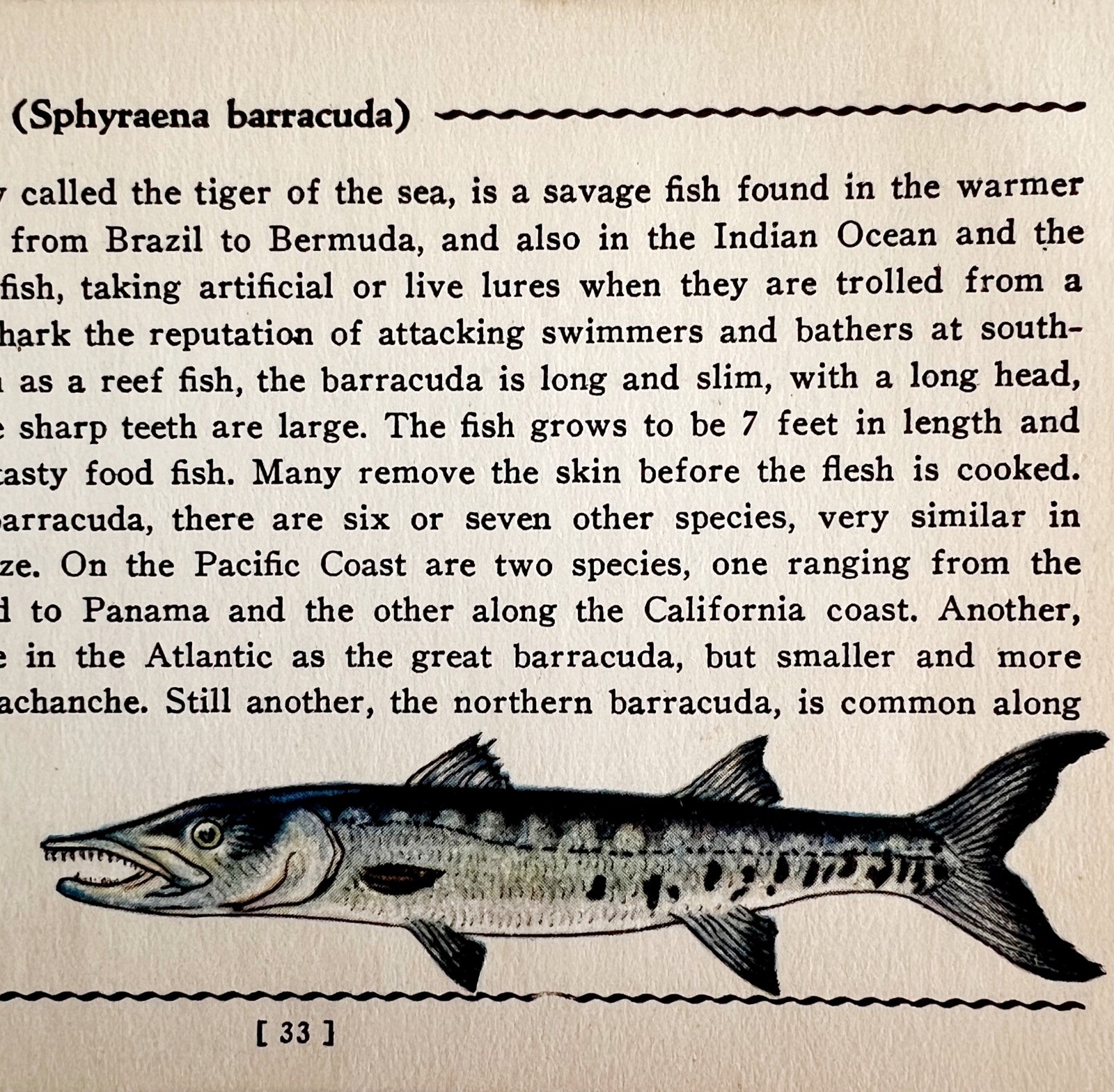 Barracuda 1939 Salt Water Fish Gordon Ertz Color Plate Print Antique PCBG19