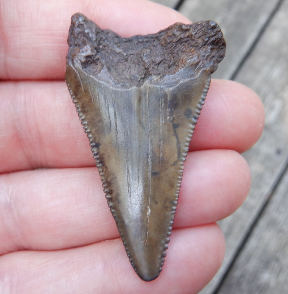 Rare Lower Jaw ANGUSTIDENS MEGALODON Fossil Shark Tooth SC great white meg409