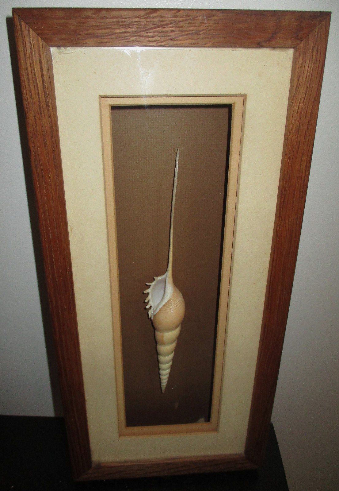 VINTAGE SPINDLE TIBIA FUSUS SEASHELL IN WOOD SHADOW BOX Nautical Wall Hanging