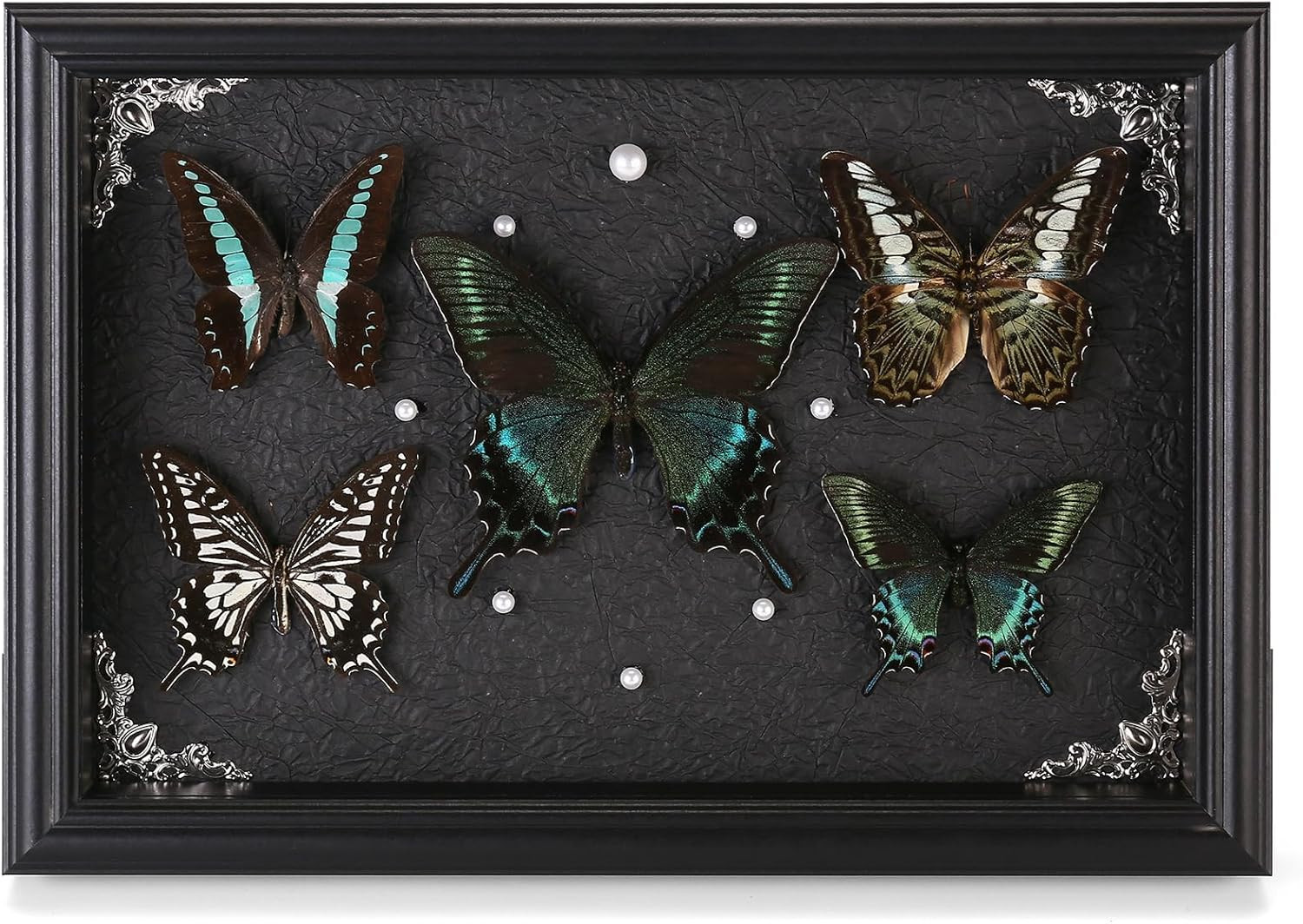 Real Framed Butterfly Taxidermy Collection - Set of 5 in Shadow Box Display - Na