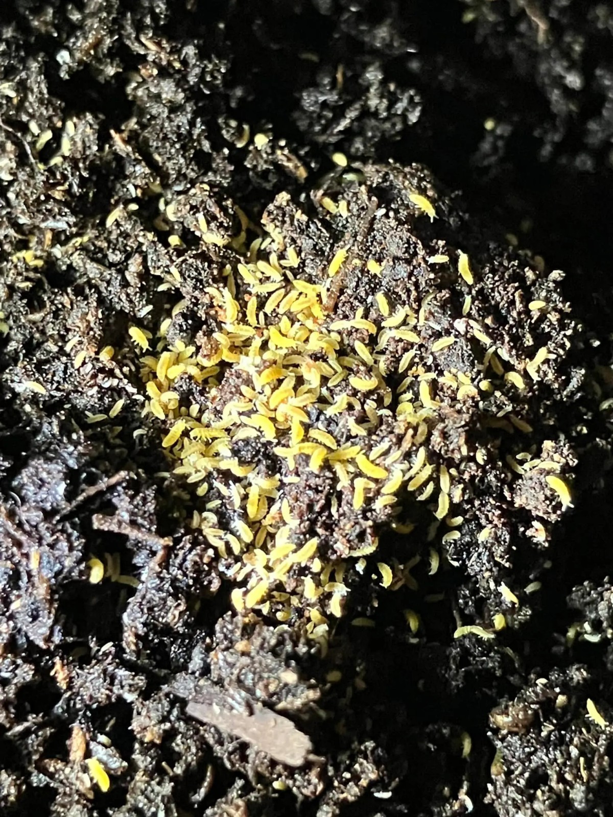 Yellow Albino Springtails 50+ (Collembola) – Bioactive Clean-Up Crew Culture