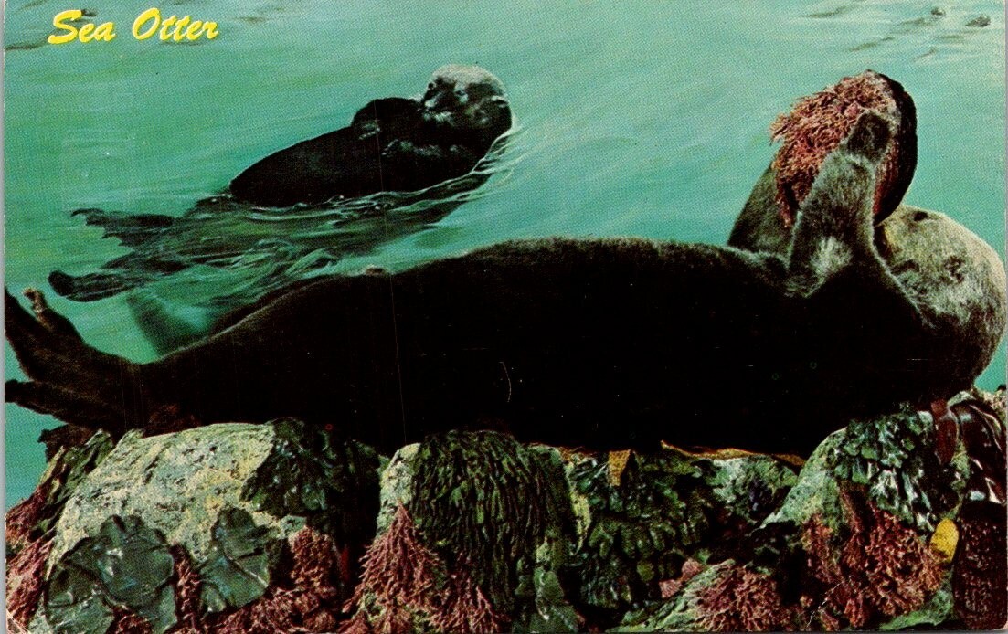 POSTCARD SEA OTTER MONTEREY COUNTY COAST PACIFIC GROVE MUSEUM OF NATURAL HISTORY