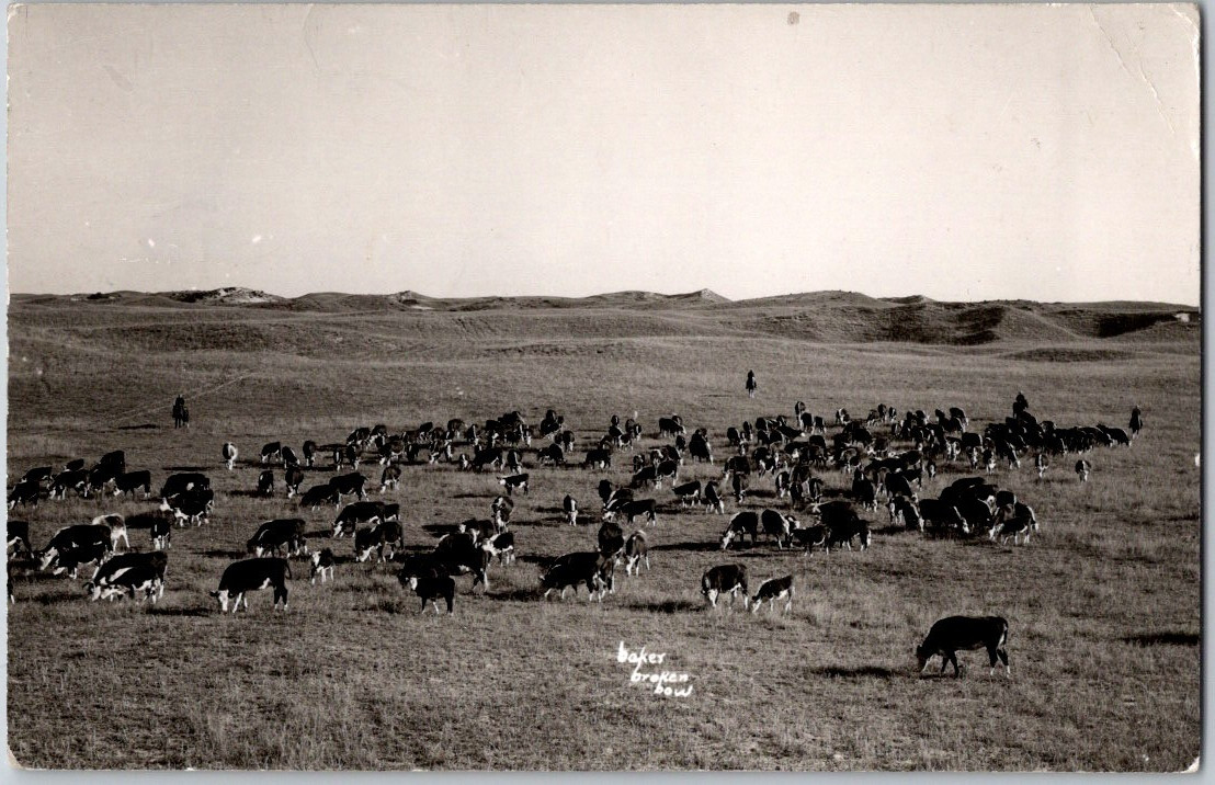 Rare Vintage 1946 RPPC Postcard Baker Broken Bow Ranch Nebraska Cowboys Cow Past