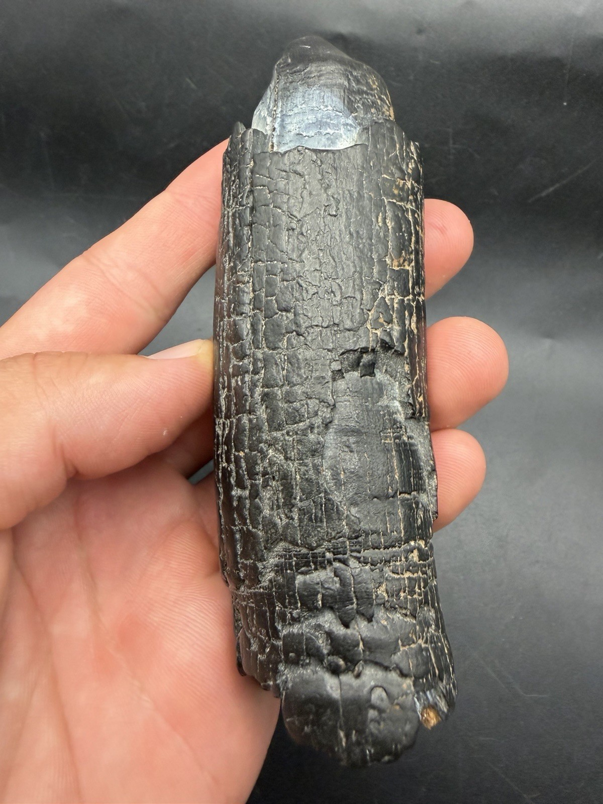 RARE LOWER MASTADON SPIKE FOSSIL PEACE RIVER FLORIDA MEGAFAUNA