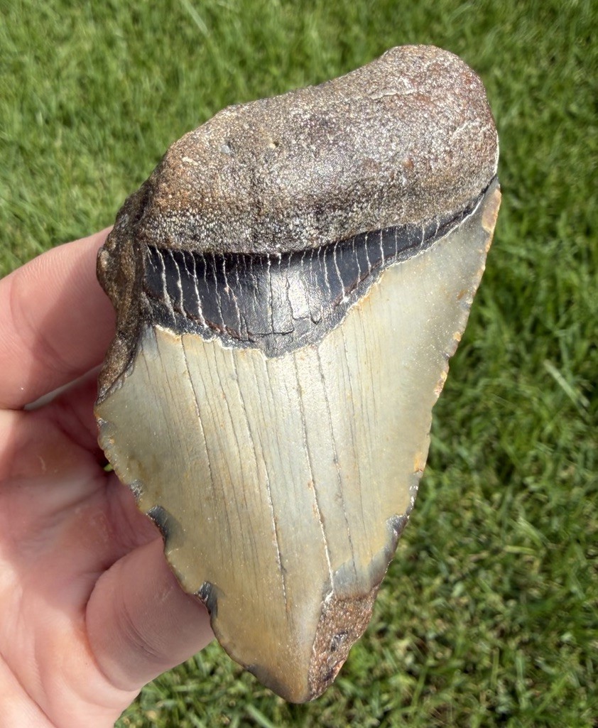 Natural 3.25” Megalodon Shark Tooth Fossil Real Shark Teeth No Restoration