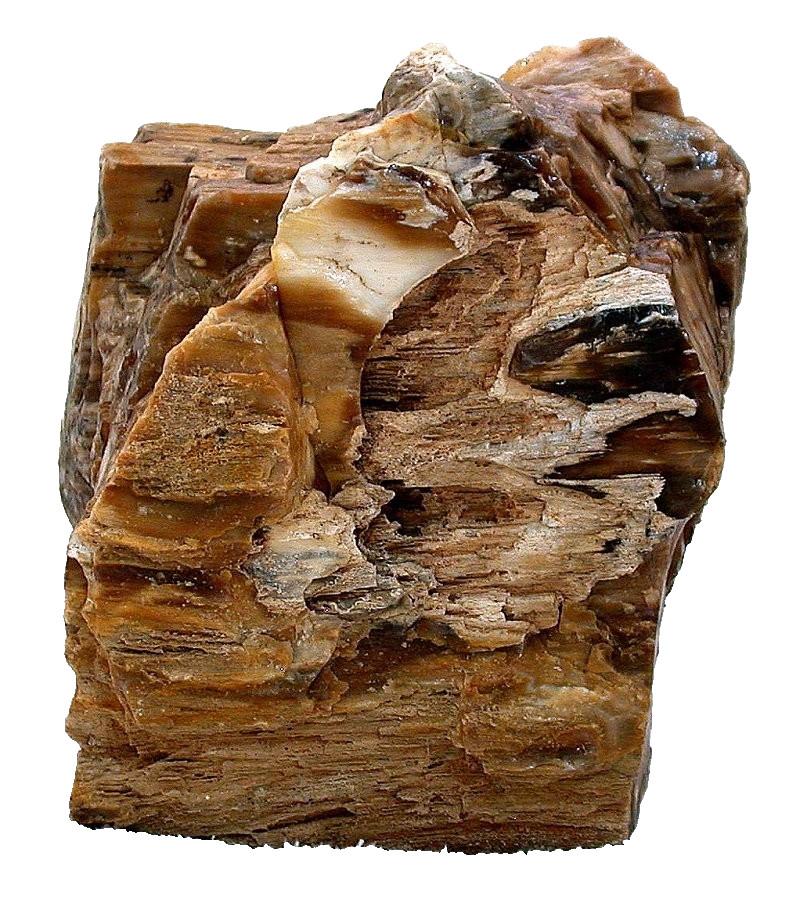 11 Lb 2.8 Oz 5 Inch Northern Nevada Opalized Petrified Fossil Wood Specimen SR7