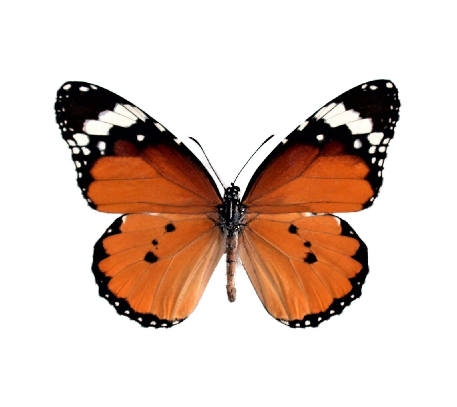 Danaus chrysippus ONE REAL BUTTERFLY MONARCH MIMIC WINGS CLOSED AFRICA