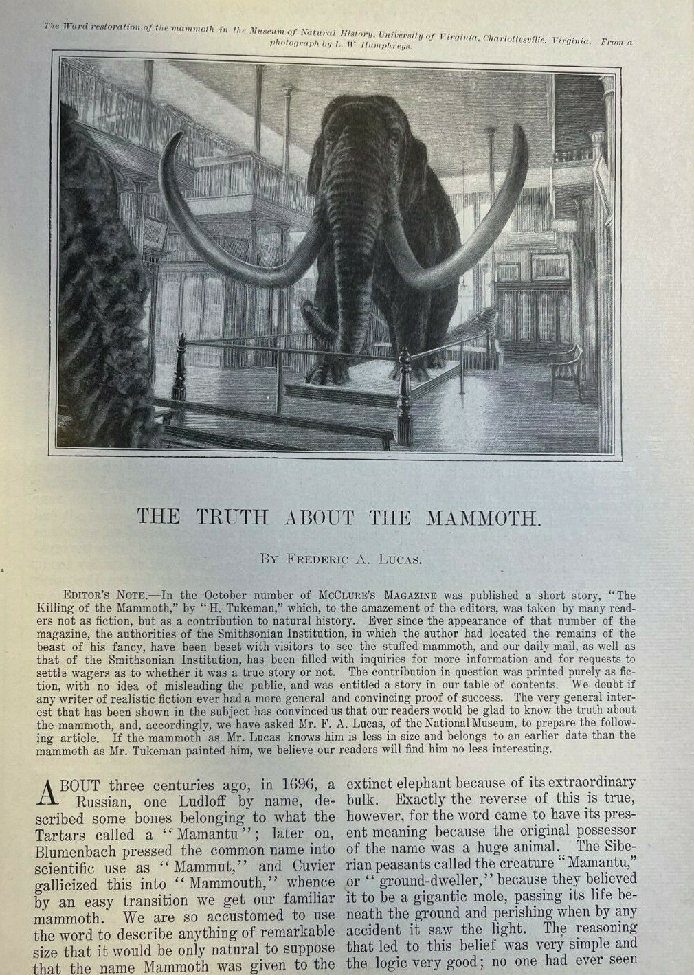 1900 Mammoth in the Smithsonian Institution Washington DC illustrated