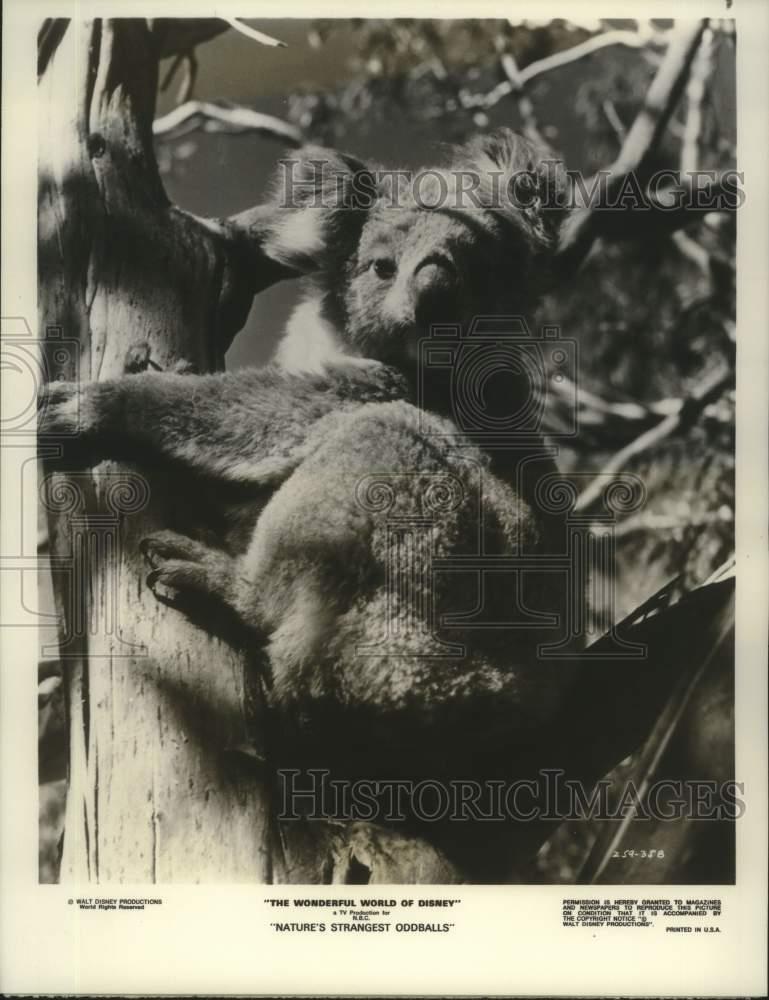 1970 Press Photo A Koala featured on 