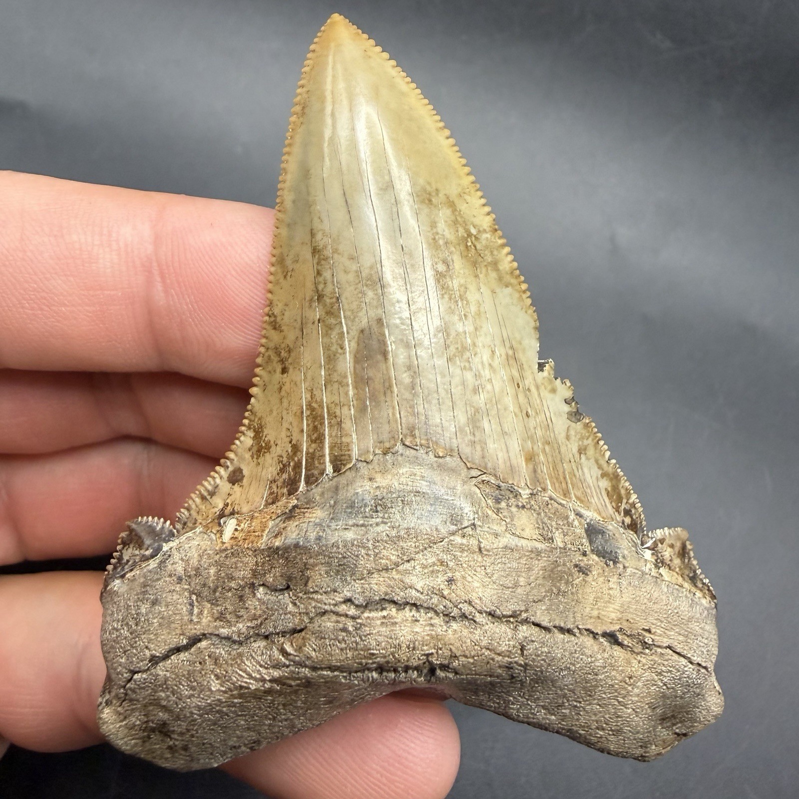 Collector Quality Angustidens Shark Tooth - 3.22” Sharply Serrated Killer