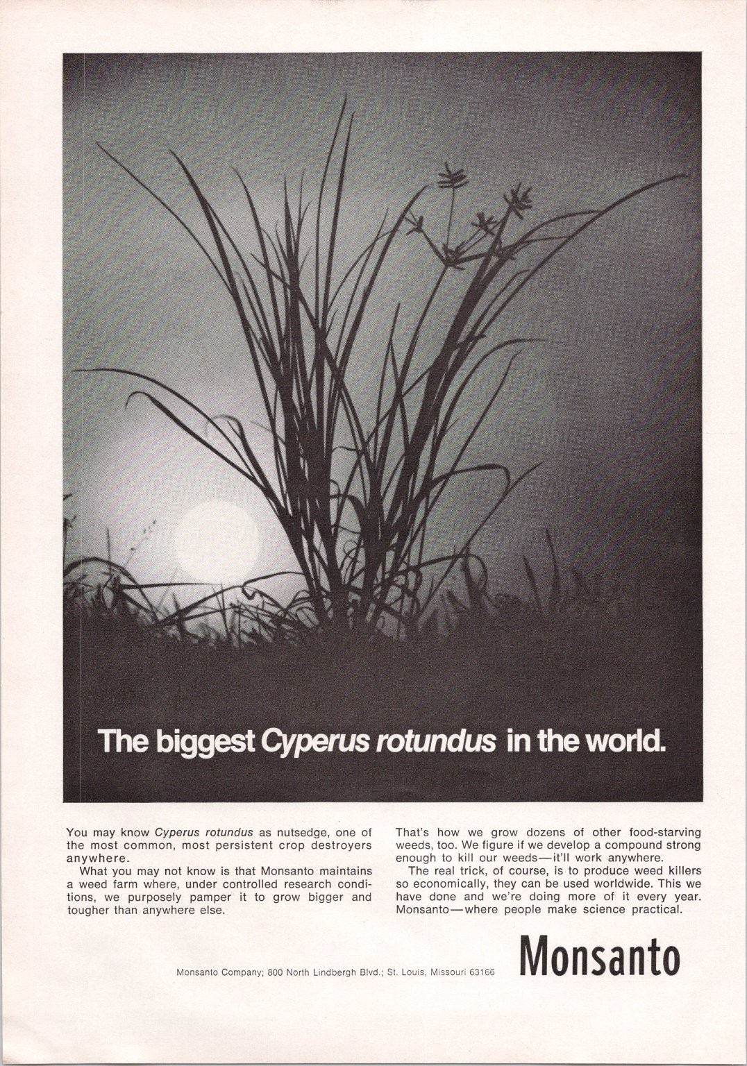 Monsanto Vintage Magazine Ad Cyperus Rotundus Nutsedge Weed Killer 1969