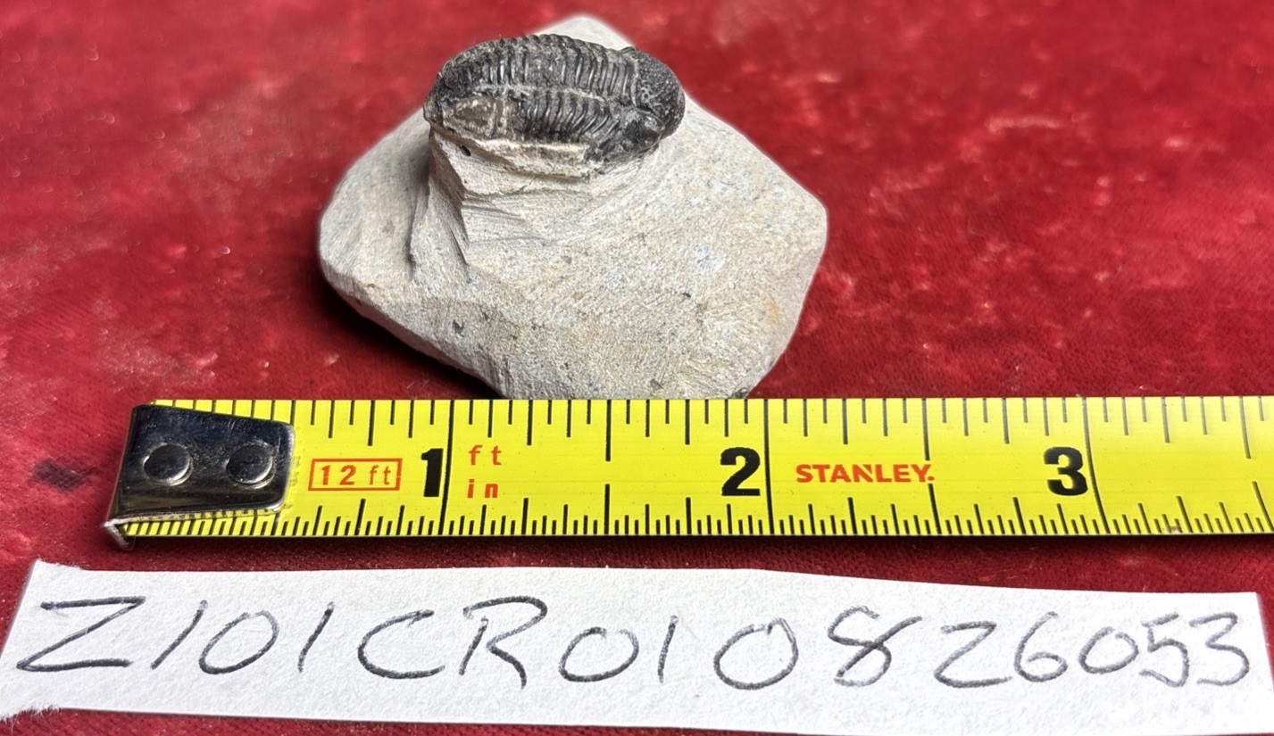 Colorful Crotalocephalus trilobite fossil Devonian Top quality 