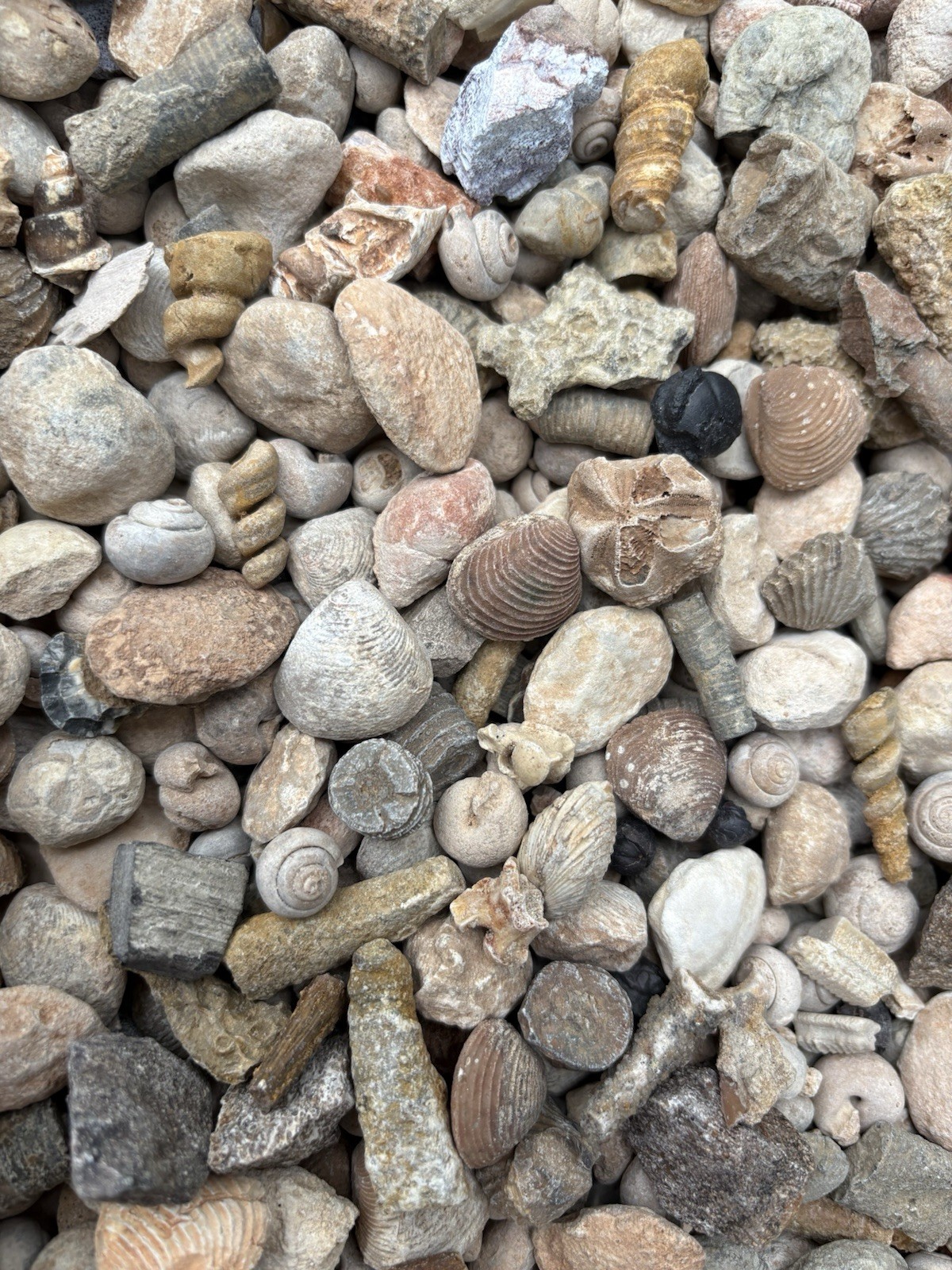 Bulk Small Fossils Lot- 20 Pcs Gastropods, Coral, Ammonites, Sea Urchins & More