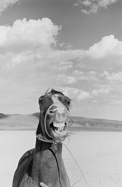 Horse set of John Hustons western The Misfits location filming Nev- Old Photo 1