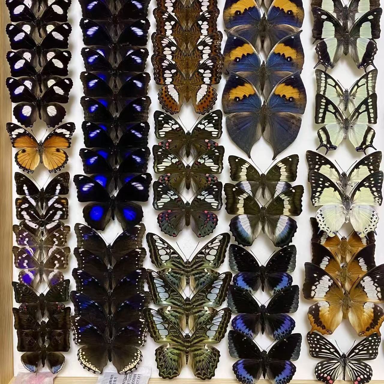 20 Real Butterfly Specimens Spread Wings Random Mixed Species DIY A1-A-