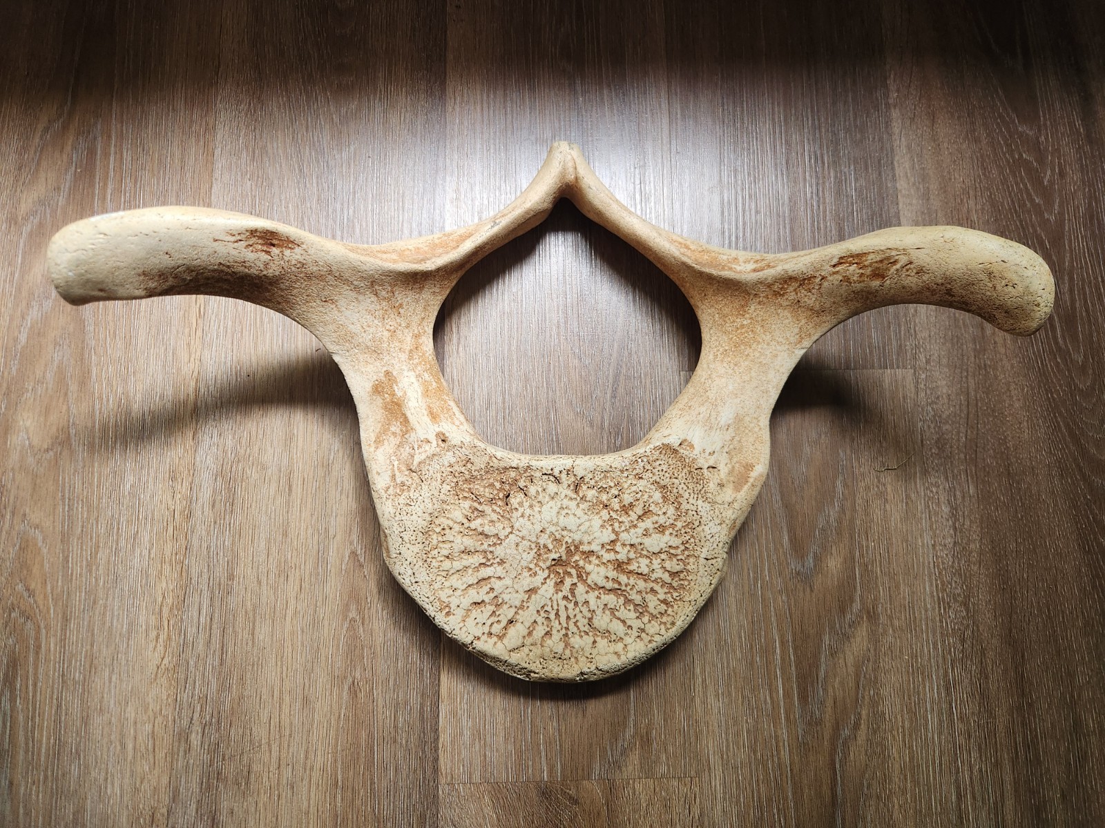 Very Large Antique Alaska Whale Vertebrae  Bone Chiropractor mancave