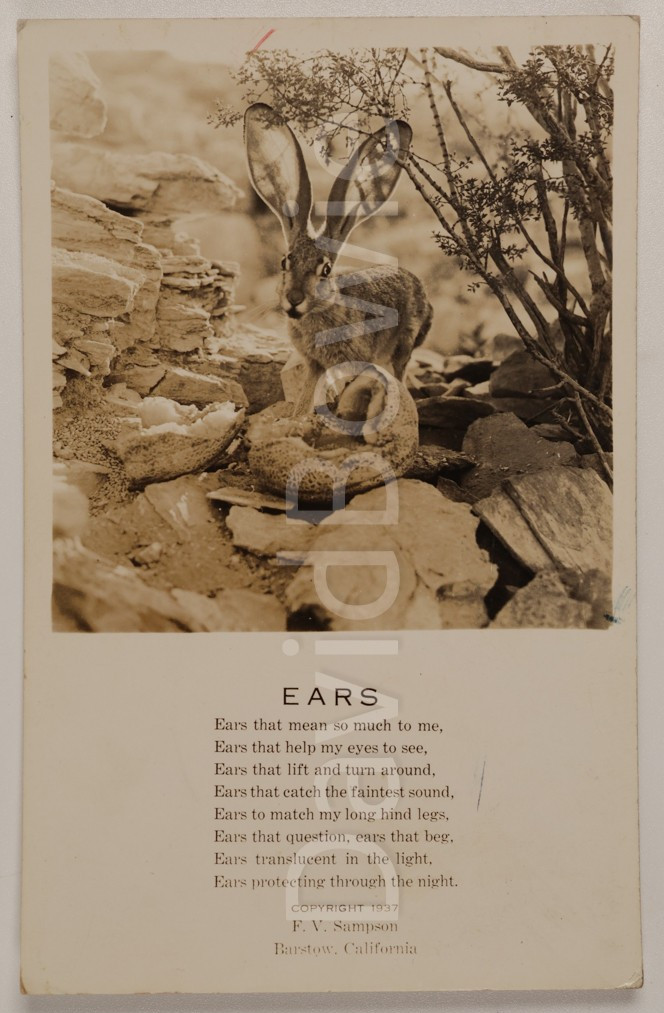 Vintage RPPC 1937 Jackrabbit Poem F V Sampson Barstow CA Animal Desert Postcard