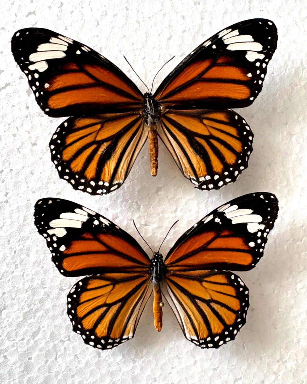 Expertly Spread Male & Female Danaus genutia Pair- Asian Monarchs, Thailand