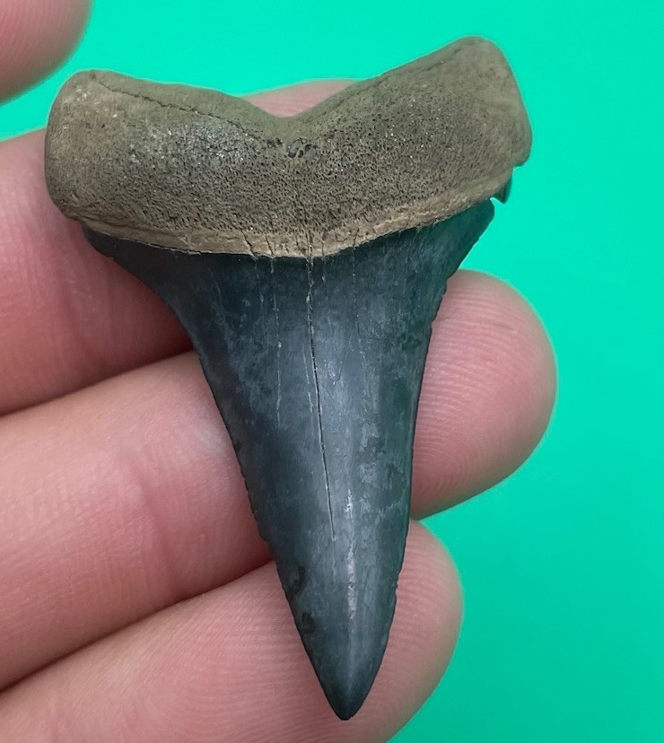 RARE LOWER MAKO SHARK TOOTH LOWER BLUE PEACE RIVER FL 1.86”