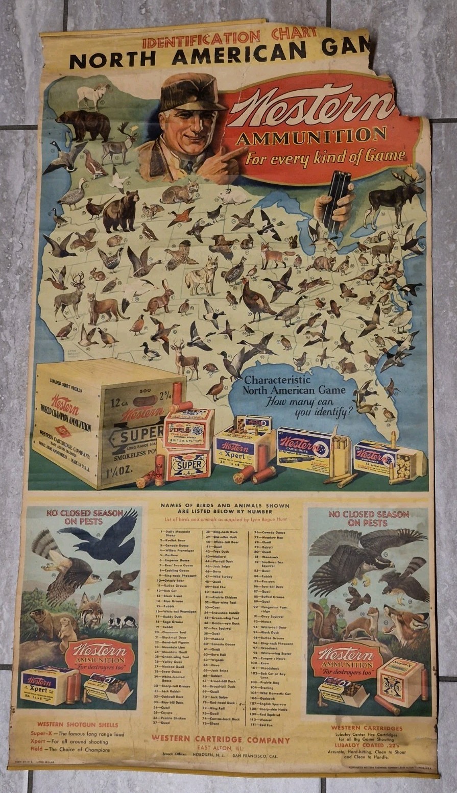 Western Cartridge Co 1930s Advertising Ammunition Gaming Poster Original SCARCE 