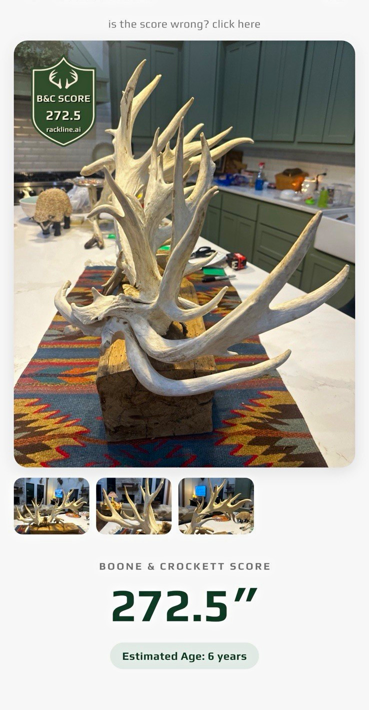 Mega giant 57 point whitetail skull cap 