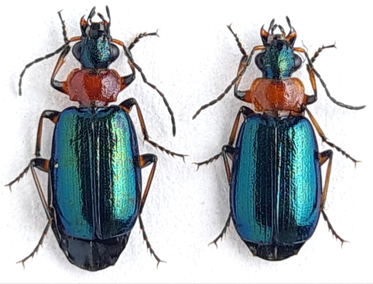 Carabidae Lebiini Lebia cyanocephala Kazakhstan