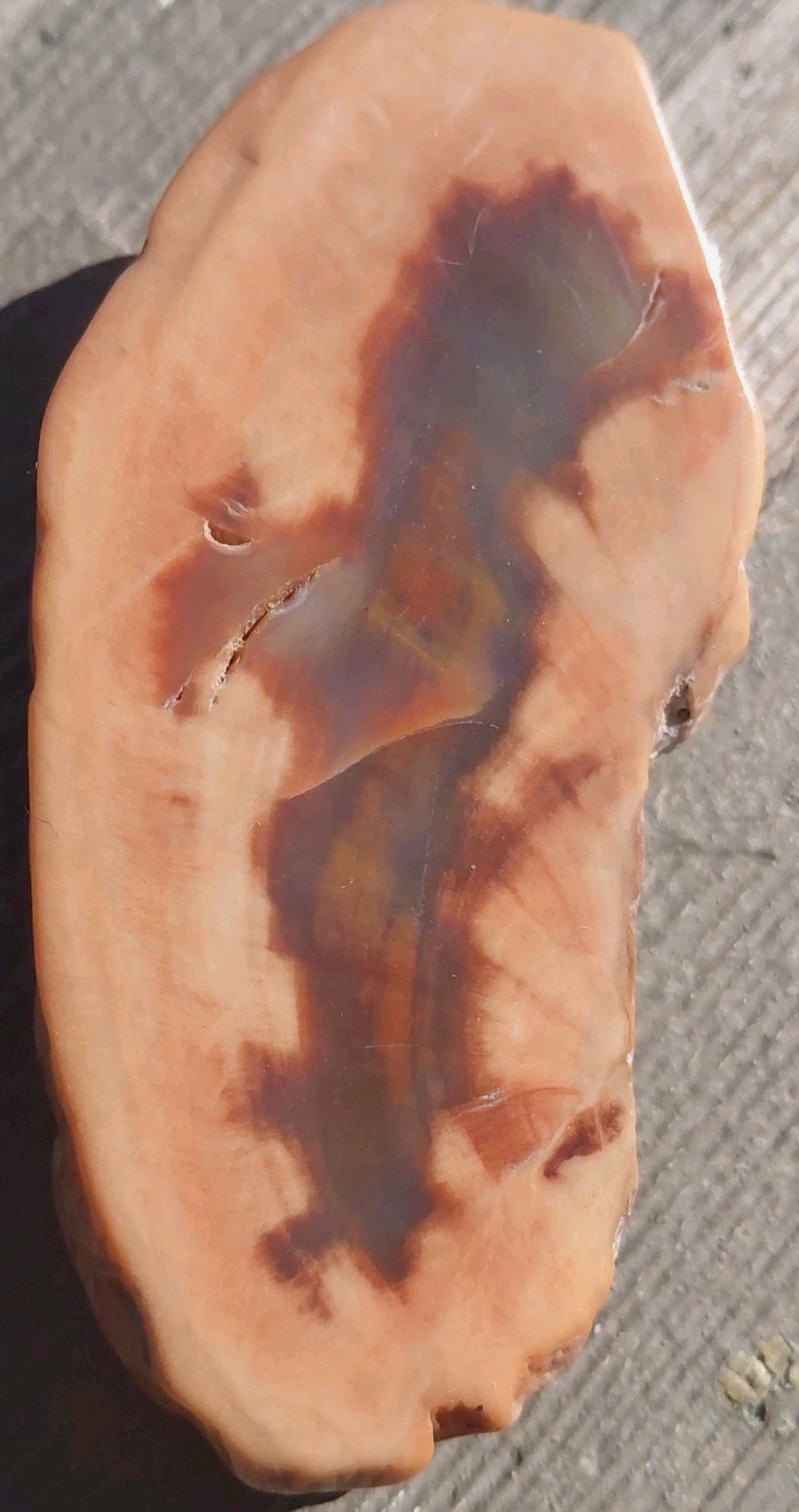 Polished Arizona Petrified Rainbow Wood Grain Translucent Slab Blue Red Orng