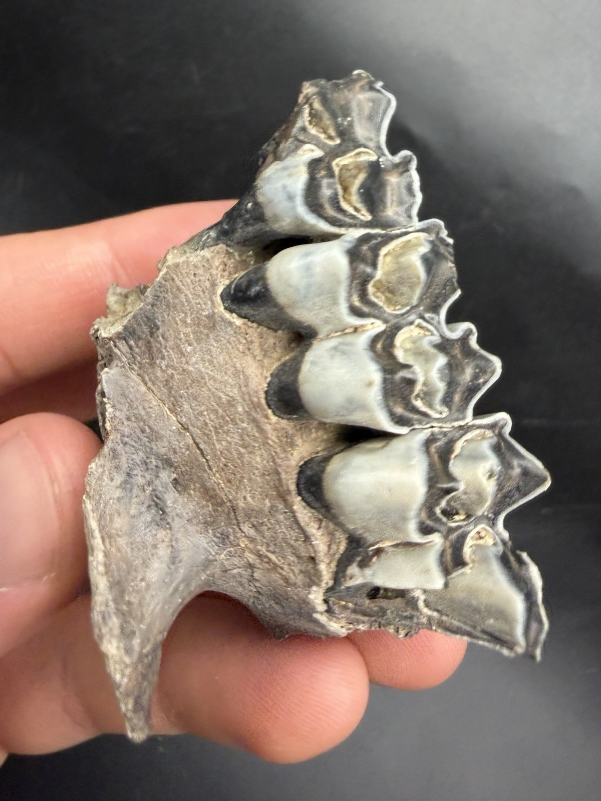 Beautiful FOSSIL DEER JAW BLUEISH ENAMEL PEACE RIVER FLORIDA PLEISTOCENE MAMMAL