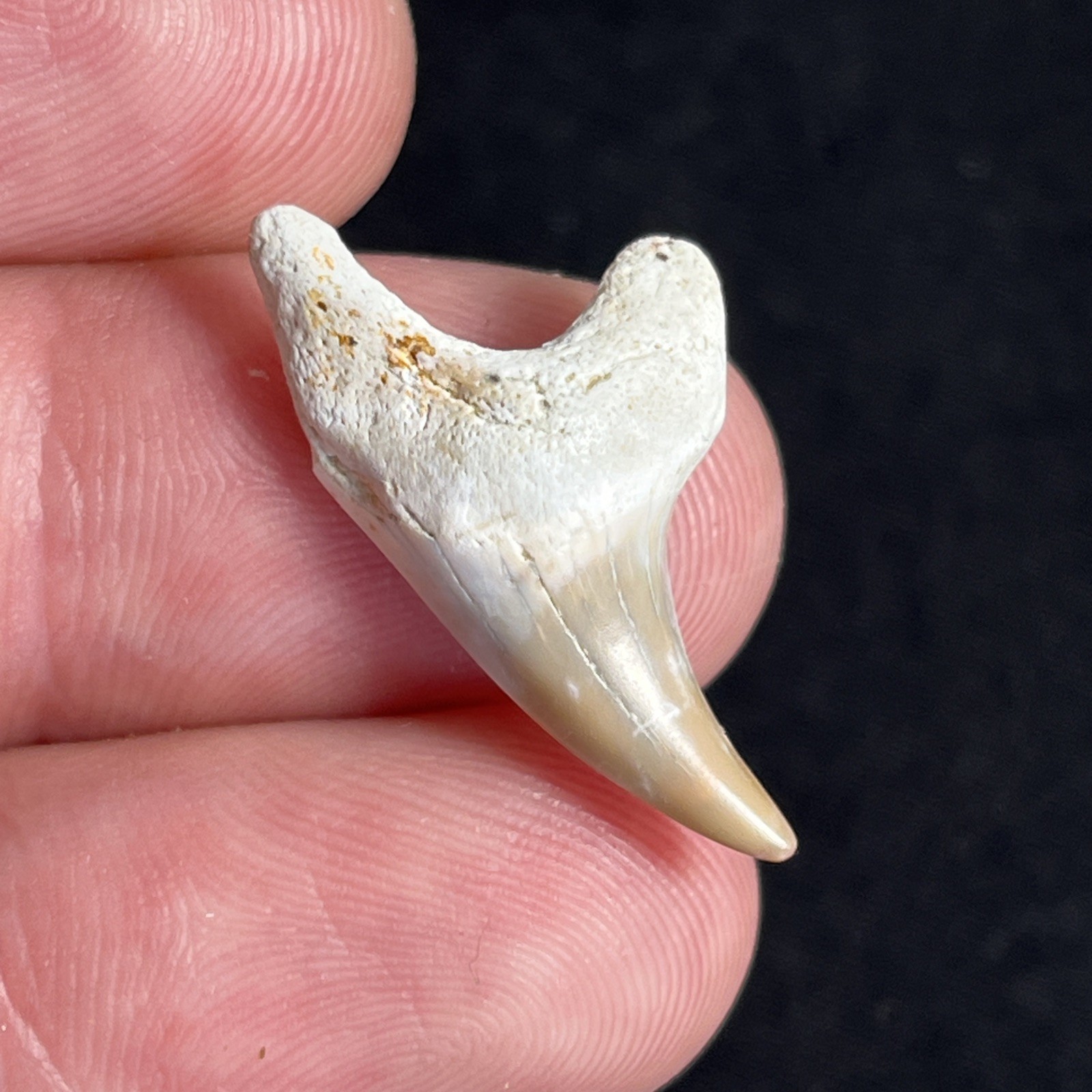 Parotodus Benedini Summerville Excellent Condition Genuine Rare Fossil