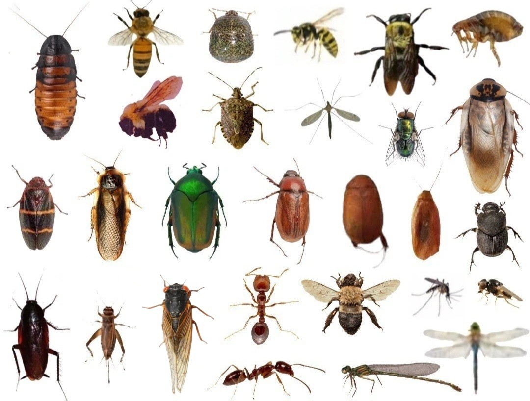 25+ Dead BUGS Preserved In Alcohol For Pinning